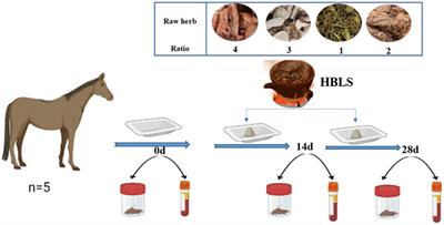 Response of serum biochemical profile, antioxidant enzymes, and gut microbiota to dietary Hong-bailanshen supplementation in horses